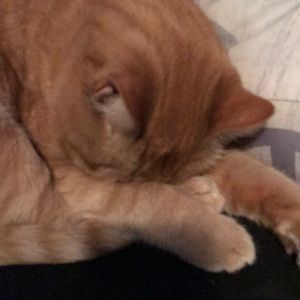 Meet your Posher, Alyse